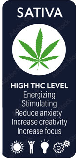 Sativa